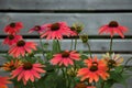 Orange echinacea coneflower flower blooming garden red orange botany Royalty Free Stock Photo