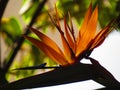 Orange elegent summer bird flower