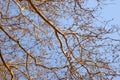 Orange empty branches on blue sky