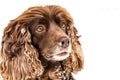 Orange english cocker spaniel looks funny with snow all over the face.dog portrait close up. a lot of snow on winter streets Royalty Free Stock Photo