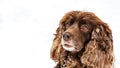 Orange english cocker spaniel looks funny with snow all over the face.dog portrait close up. a lot of snow on winter streets Royalty Free Stock Photo