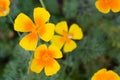 Orange eschscholzia against green grass background. California poppy