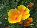 Orange eschscholzia (California poppy)