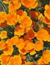 Orange eschscholzia - flower backgroung