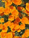 Orange eschscholzia - flower backgroung Royalty Free Stock Photo