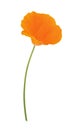 Orange eschscholzia isolated on a white. Full depth of field.