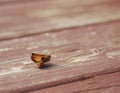 Orange Essex Skipper butterfly Royalty Free Stock Photo