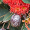 Orange Eucalyptus Flowers and Gum Nuts, Riddells Creek, Victoria, Australia, January 2020 Royalty Free Stock Photo