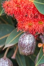 Orange Eucalyptus Flowers and Gum Nuts, Riddells Creek, Victoria, Australia, January 2020 Royalty Free Stock Photo