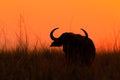 Orange evening sunset scene with buffalo from Africa. African Buffalo, Cyncerus cafer, standing on the river bank, big animal in