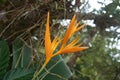 Orange exotic flowers in Thailand