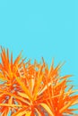 Orange, exotic plant on bright, blue background, minimalistic Royalty Free Stock Photo