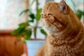 Orange exotic Shorthair adult cat sitting on the balcony. Home cat walk