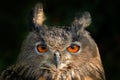 Orange eye. Detail face portrait of bird, big orange eyes and bill. Eagle Owl, Bubo bubo, rare wild animal in the nature habitat, Royalty Free Stock Photo