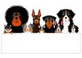 Dog group with white board Royalty Free Stock Photo