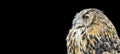 Orange eyed Eagle Owl on a studio background