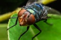 An orange-eyed fly is perched on a green leaf