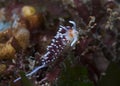 Orange-eyed nudibranch underwater