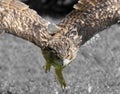 Orange-eyed OWL while the flight with huge wings