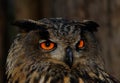 Orange Eyed Owl at Night