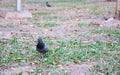 Orange eyed pigeons strolling in the park staring at people