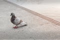 Orange eyed pigeons at the Thai park