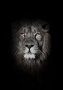 Orange eyes, bleached face lion portrait on a black background. looks inquiringly. powerful lion male with a chic mane consecrated