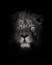 Orange eyes, bleached face lion portrait on a black background. looks inquiringly. powerful lion male with a chic mane consecrated Royalty Free Stock Photo