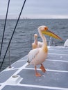 Female Great White Pelican Walking on Deck Royalty Free Stock Photo