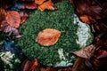 Orange faded leaf surrounded by green moss in the forest Royalty Free Stock Photo