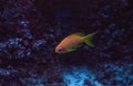 Orange fairy basslet also called sea goldie Pseudanthias squamipinnis Royalty Free Stock Photo