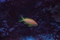 Orange fairy basslet also called sea goldie Pseudanthias squamipinnis Royalty Free Stock Photo