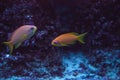 Orange fairy basslet also called sea goldie Pseudanthias squamipinnis Royalty Free Stock Photo