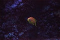 Orange fairy basslet also called sea goldie Pseudanthias squamipinnis Royalty Free Stock Photo