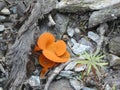 Orange fairy cup mushroom in the mountains of italy