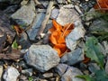 Orange fairy cup mushroom in the mountains of italy