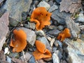 Orange fairy cup mushroom in the mountains of italy