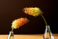 Orange fairy flowers in transparent vases in front of each other