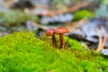 Orange fairy-mushroom in the moss