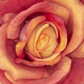 Orange fake rose flower closeup Royalty Free Stock Photo