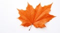orange fall leaf on white Royalty Free Stock Photo