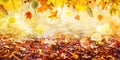 Orange fall leaves, autumn natural background with maple trees