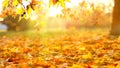 orange fall leaves in park, sunny autumn natural background