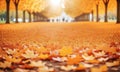Orange fall leaves in park, sunny autumn natural background, copy space