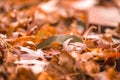 Orange fall leaves in pile during Autumn. Selective focu Royalty Free Stock Photo