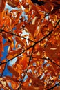 Orange Fall leaves on a tree