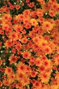 Bright orange Mum flowers some buds and blossoms Royalty Free Stock Photo