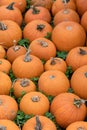 Orange Fall Pumpkins Preparing for Halloween