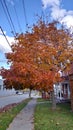 Orange Fall Trees on a blue sky background Royalty Free Stock Photo