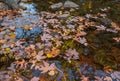 Orange fallen maple leaves on the water. Autumn natural background. Autumn atmosphere image in fall season Royalty Free Stock Photo